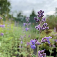 Nepeta  'Six Hills Giant'